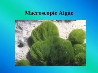 Macroscopic Algae