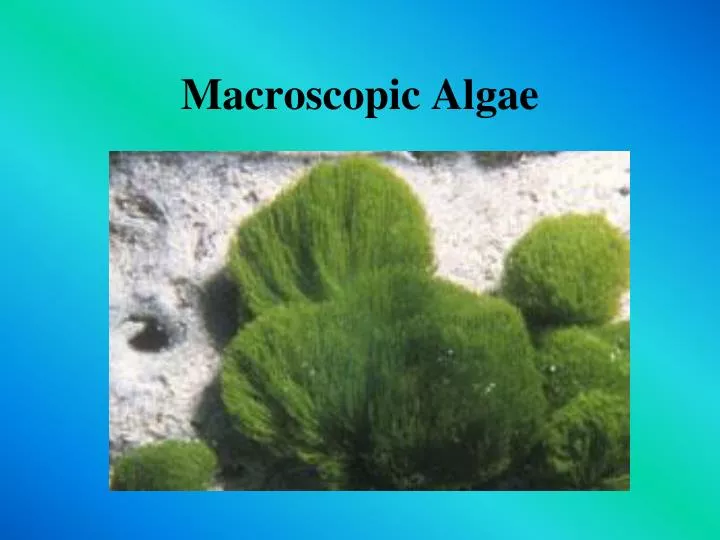 macroscopic algae