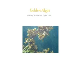 Golden Algae