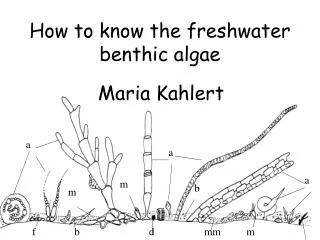 How to know the freshwater benthic algae
