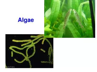 Algae