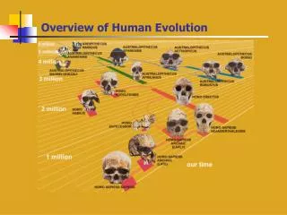 Overview of Human Evolution