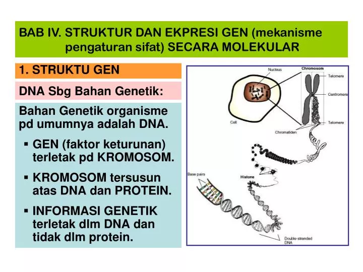 dna sbg bahan genetik