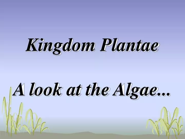kingdom plantae a look at the algae