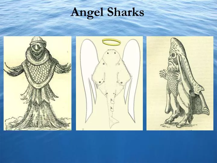 angel sharks