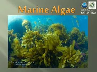 Marine Algae