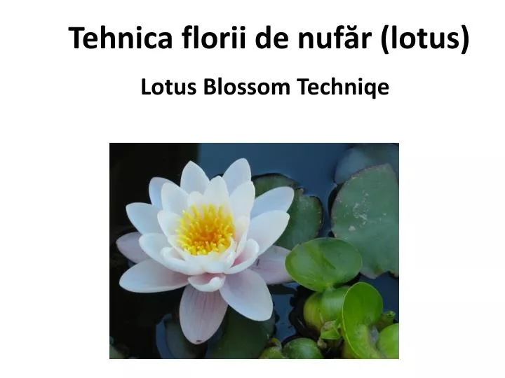 tehnica f lo rii de nuf r lotus