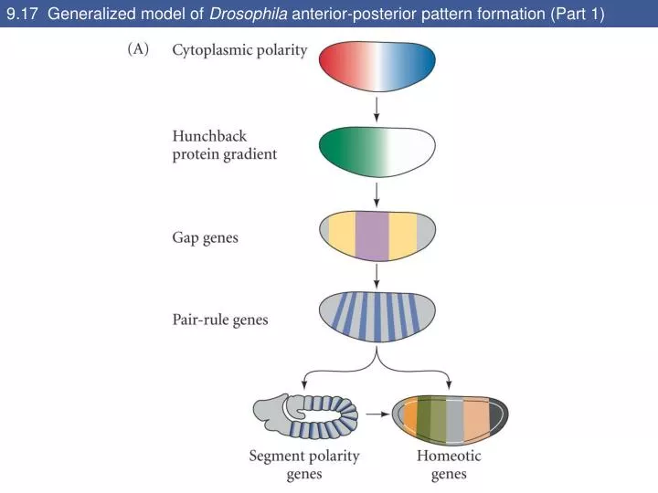 9 17 generalized model of drosophila anterior posterior pattern formation part 1