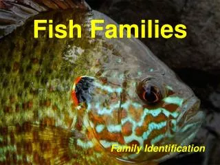 Fish Families
