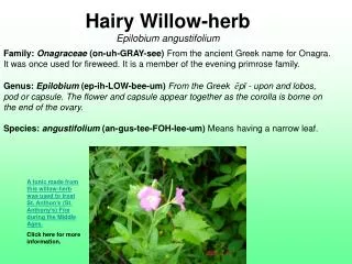 Hairy Willow-herb Epilobium angustifolium