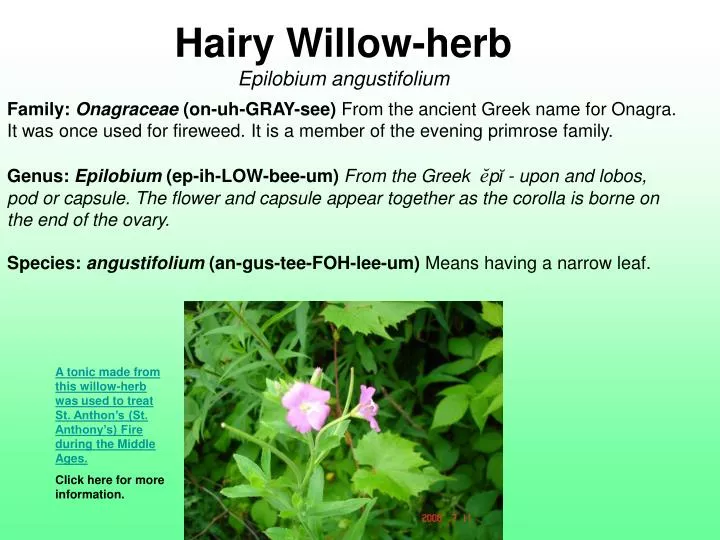 hairy willow herb epilobium angustifolium