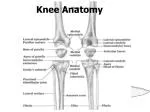 PPT - KNEE ANATOMY PowerPoint Presentation, free download - ID:9379480
