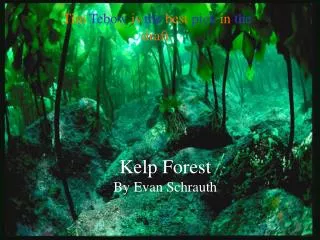 Kelp Forest By Evan Schrauth