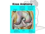 Knee Anatomy - slide 1