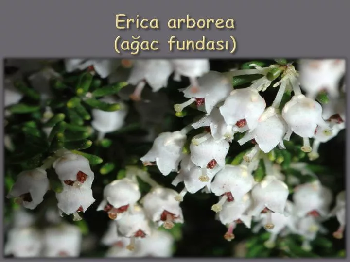 erica arborea a ac fundas