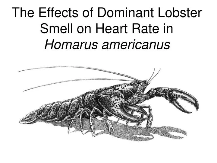 the effects of dominant lobster smell on heart rate in homarus americanus