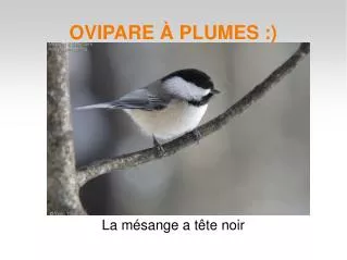 la m sange a t te noir