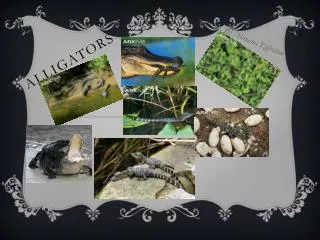 alligators