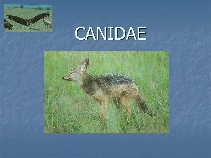 canidae