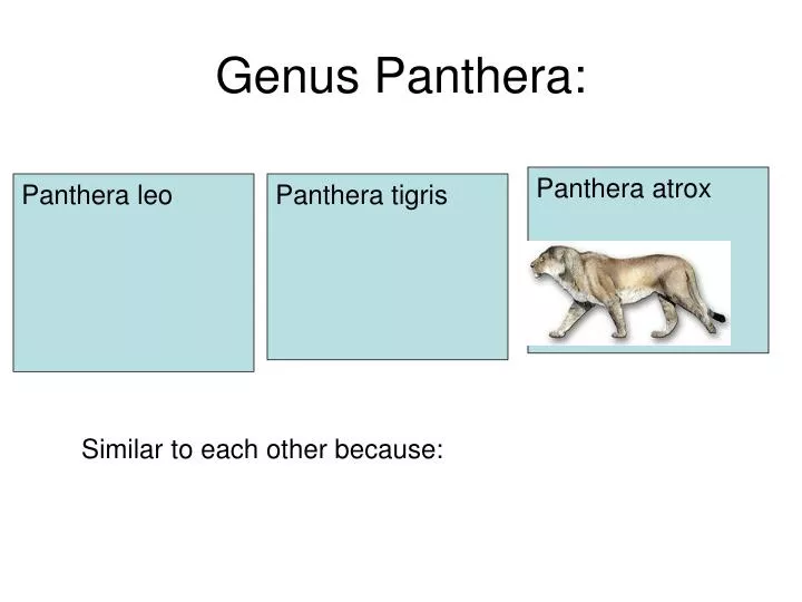 genus panthera