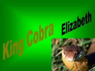 King Cobra