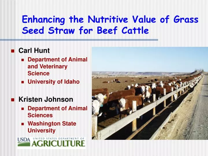 enhancing the nutritive value of grass seed straw for beef cattle