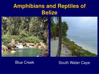 Amphibians and Reptiles of Belize