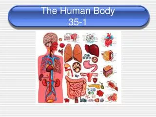The Human Body 35-1