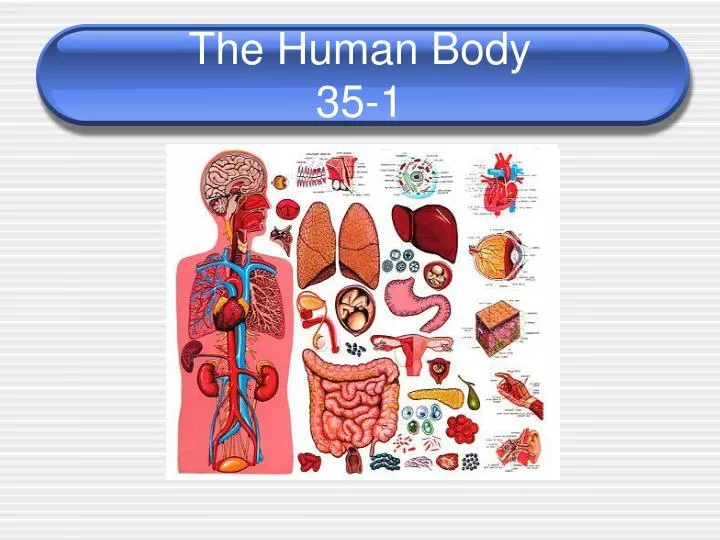 the human body 35 1
