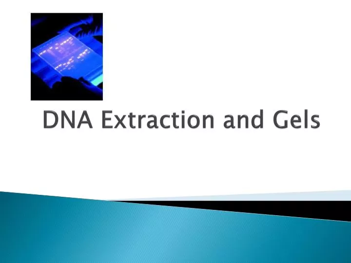 dna extraction and gels