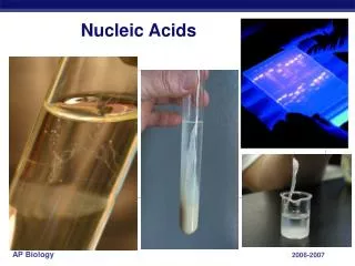 nucleic acids