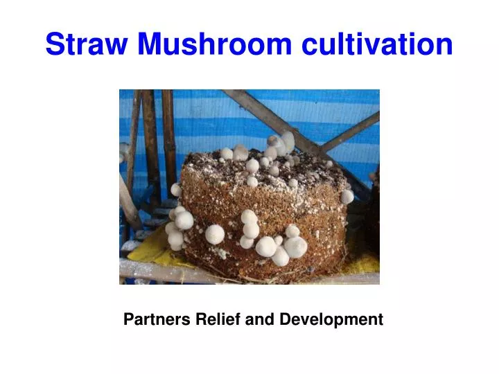 straw mushroom cultivation