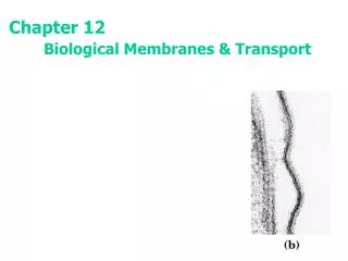Chapter 12 Biological Membranes &amp; Transport