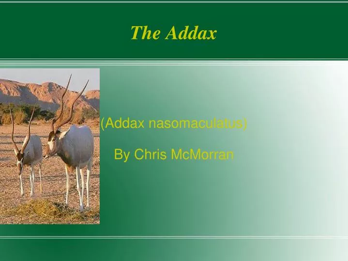 addax nasomaculatus by chris mcmorran