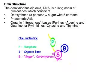 DNA Structure The deoxyribonucleic acid, DNA, is a long chain of nucleotides which consist of