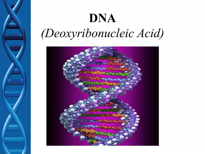 dna deoxyribonucleic acid