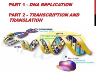 Part 1 - DNA Replication Part 2 - Transcription and Translation