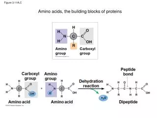 Figure 3.11A,C