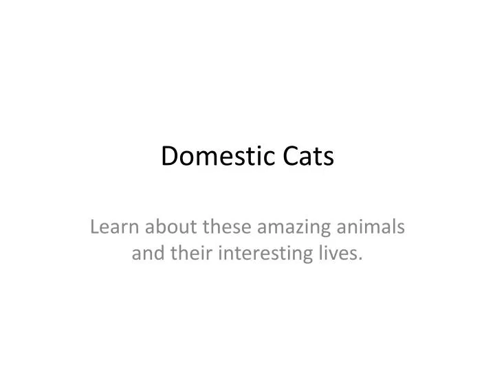 domestic cats
