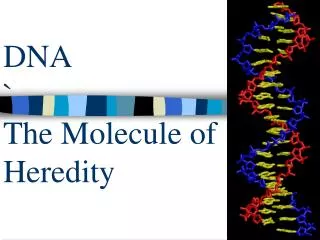 DNA ` The Molecule of Heredity