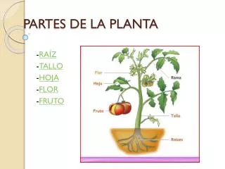 partes de la planta