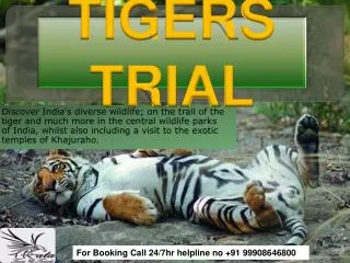 India Tigers Trail
