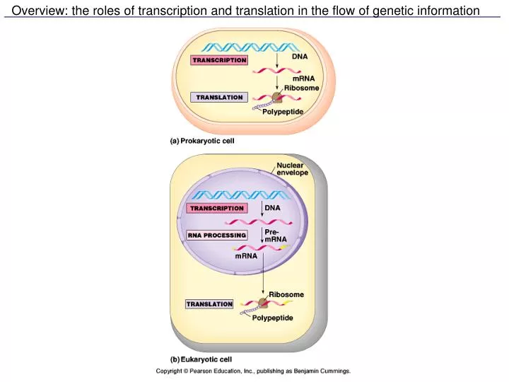 overview the roles of transcription and translation in the flow of genetic information