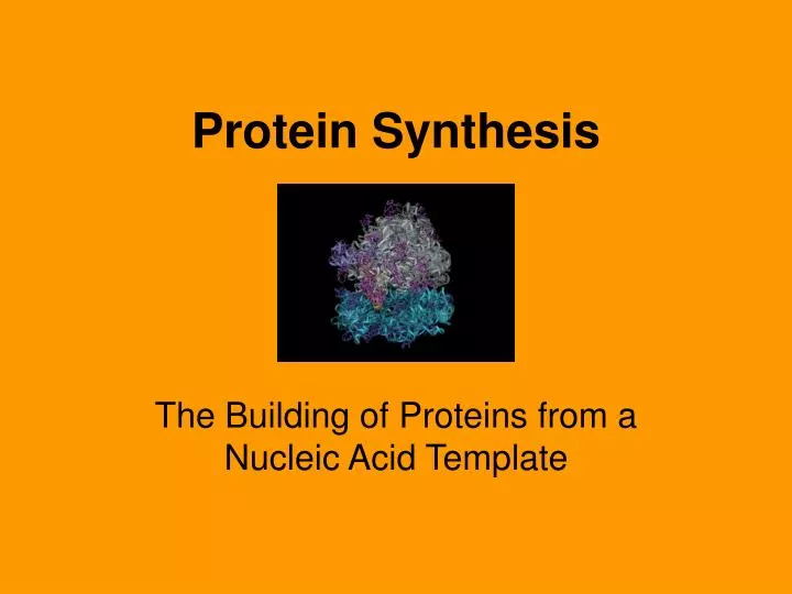 protein synthesis