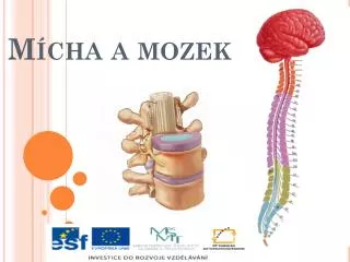 m cha a mozek
