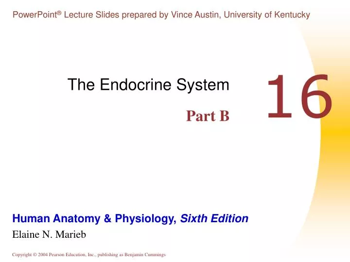 the endocrine system part b