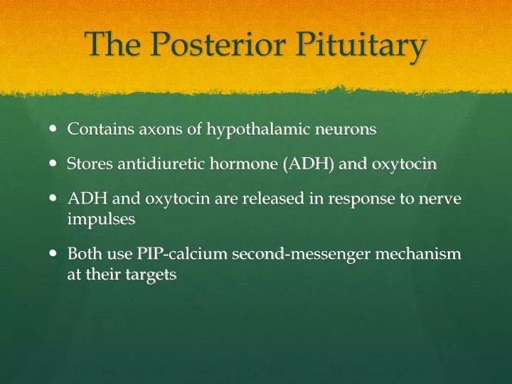 the posterior pituitary