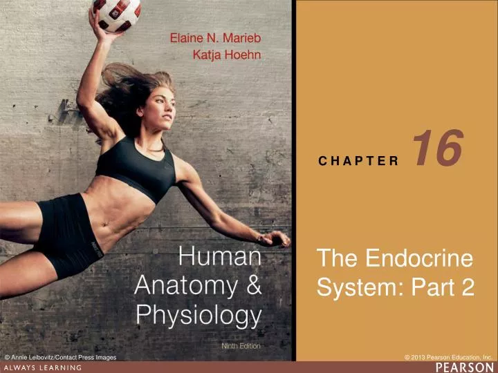 the endocrine system part 2