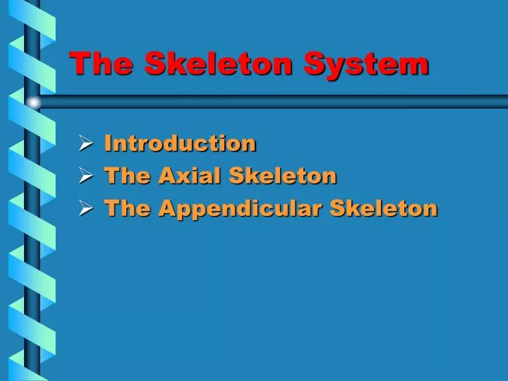 the skeleton system
