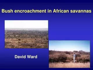 Bush encroachment in African savannas